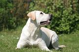 LABRADOR 1199